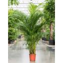 Goudpalm Areca Dypsis Lutescens M 190 cm kamerplant