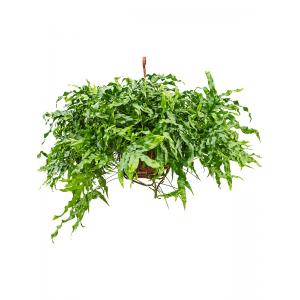 Kangoeroevaren Microsorum Diversifolium 50 cm hangplant