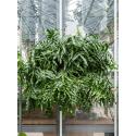 Kangoeroevaren Microsorum Diversifolium XXL 90 cm hangplant