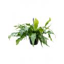 Krokodillenvaren Microsorum Crocodyllus S 40 cm hangplant