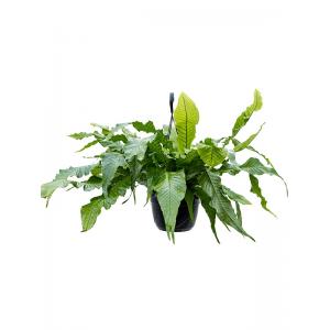 Krokodillenvaren Microsorum Crocodyllus S 40 cm hangplant