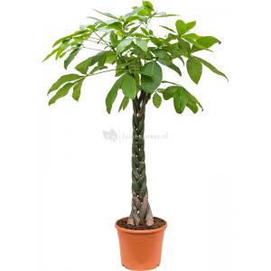 Geldboom Pachira Aquatica XL 190 cm kamerplant