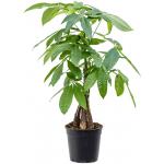 Geldboom Pachira Aquatica XS 70 cm kamerplant