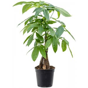 Geldboom Pachira Aquatica XS 70 cm kamerplant