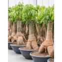 Geldboom Pachira Aquatica XXL 170 cm kamerplant
