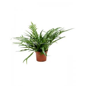 Varen Aglaomorpha Jim M 65 cm kamerplant