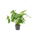 Philodendron Bipinnatifidum Shangri La 50 cm kamerplant
