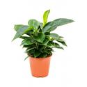 Philodendron Congo Apple 65 cm kamerplant