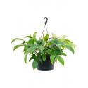 Philodendron Florida Green 45 cm hangplant