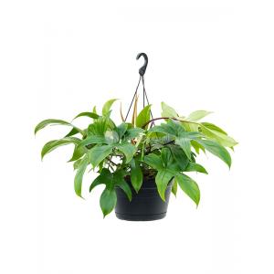 Philodendron Florida Green 45 cm hangplant