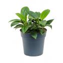 Philodendron Green Princess 50 cm kamerplant