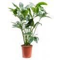 Philodendron Green Wonder 100 cm kamerplant