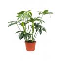 Philodendron Green Wonder 140 cm kamerplant