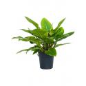 Philodendron Imperial Green 65 cm kamerplant