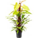 Philodendron Painted Lady L 120 cm kamerplant