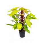 Philodendron Painted Lady M 80 cm kamerplant