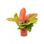 Philodendron Prince of Orange S 40 cm kamerplant