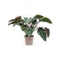 Philodendron Red Beauty 90 cm kamerplant