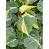 Philodendron Scandens Brasil 50 cm kamerplant