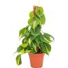 Philodendron Scandens Brasil 50 cm kamerplant