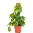 Philodendron Scandens Brasil 50 cm kamerplant