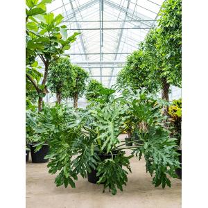Philodendron Selloum 160 cm kamerplant