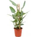 Philodendron Silver Queen 75 cm kamerplant