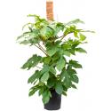 Philodendron Squamiferum 120 cm kamerplant