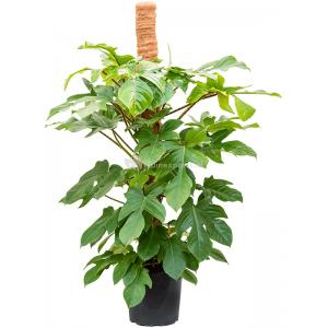 Philodendron Squamiferum 120 cm kamerplant