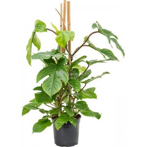 Philodendron Squamiferum M 100 cm kamerplant