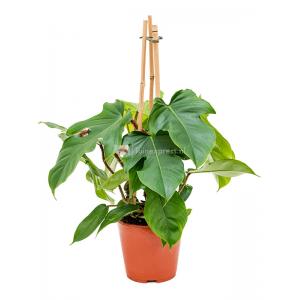 Philodendron Squamiferum S 75 cm kamerplant