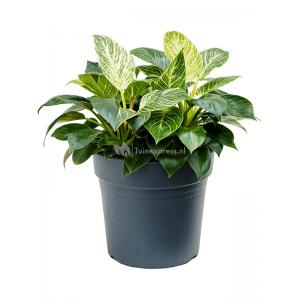 Philodendron White Wave M 50 cm kamerplant