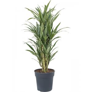 Dracaena Deremensis Warneckei M 110 cm kamerplant