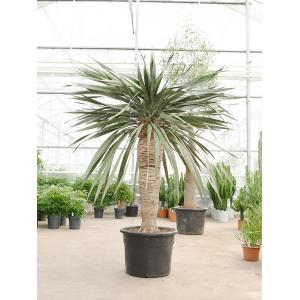 Dracaena Draco Compact XL 200 cm kamerplant