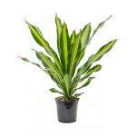 Dracaena Fragrans Burley 90 cm kamerplant