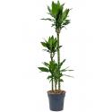 Dracaena Fragrans Burundii L 150 cm kamerplant