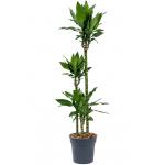 Dracaena Fragrans Burundii L 150 cm kamerplant