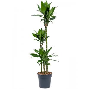 Dracaena Fragrans Burundii L 150 cm kamerplant