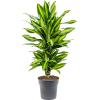 Dracaena Fragrans Cintho 70 cm kamerplant