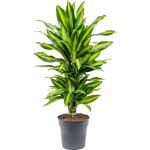 Dracaena Fragrans Cintho 70 cm kamerplant