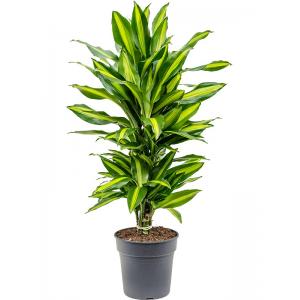 Dracaena Fragrans Cintho 70 cm kamerplant