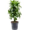 Dracaena Fragrans Dorado M 100 cm kamerplant