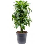 Dracaena Fragrans Dorado M 100 cm kamerplant