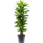 Dracaena Fragrans Golden Coast L 140 cm kamerplant