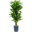 Dracaena Fragrans Golden Coast M 120 cm kamerplant