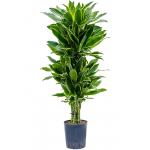 Dracaena Fragrans Golden Coast M 120 cm kamerplant