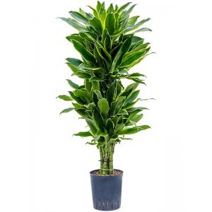 Dracaena Fragrans Golden Coast M 120 cm kamerplant