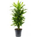 Dracaena Fragrans Golden Coast S 110 cm kamerplant