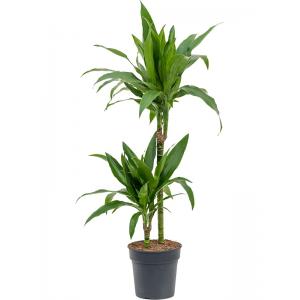 Dracaena Fragrans Janet Craig S 100 cm kamerplant