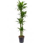 Dracaena Fragrans Janet Craig XL 170 cm kamerplant